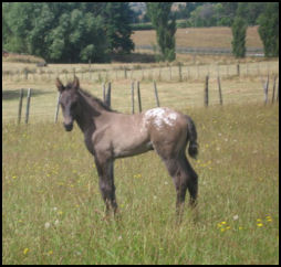 Knabstrupper filly New Zealand